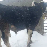 گاوگوساله|حیوانات مزرعه|قیدار, |دیوار