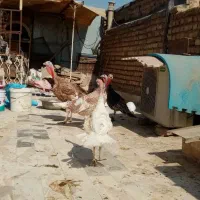 بوقلمون|حیوانات مزرعه|قم, آزادگان|دیوار