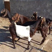 بز پاکستانی