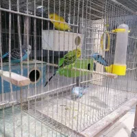 مرغ عشق 7عدد