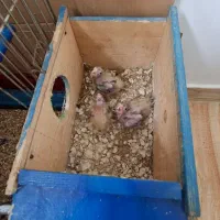 یک جفت عروس هلندی همراه۳تا جوجه|پرنده|تالش, هشتپر|دیوار