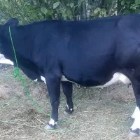 گاو دورگه سیمینتال و گوساله