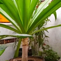 گل‌زینتی‌طبیعی