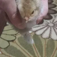 جوجه برهما امپراطور اصل