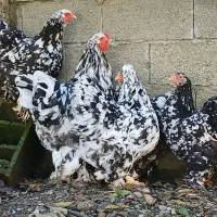 فروش نیمچه برهما و مولد لایت بوف و بلک متلداصیل