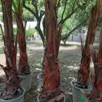 نخل پالم واشنگتن