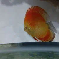 فروش سه عدد دیسکس سالم