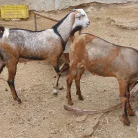 نری و برره چاق|حیوانات مزرعه|قشم, |دیوار