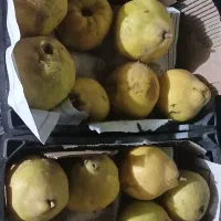 پیاز محلی درجه یک یک دست  به درجه یک|خوردنی و آشامیدنی|موچش, |دیوار