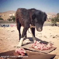 اشغال گوشت برای سگ