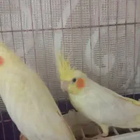 یک جفت عروس هلندی