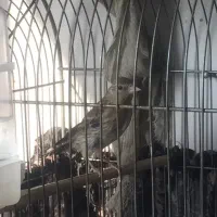 سهره قناری مقطوع