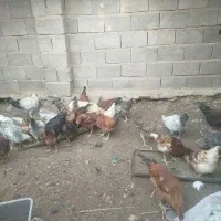 خروس محلی|حیوانات مزرعه|ماهان, |دیوار