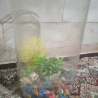 اکواریوم دایره سالم سالم|ماهی|ملایر, |دیوار