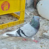 دم سفید نر|پرنده|اردبیل, |دیوار