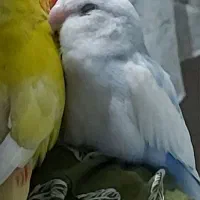 کوتوله سفید گمشده