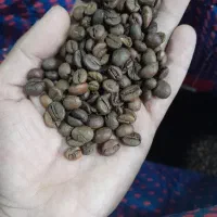 دان قهوه کلی و جزئی