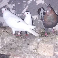 کفتر