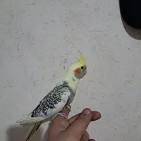 جوجه عروس هلندی|پرنده|اسلامشهر, مطهری|دیوار