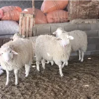 3راس گوسفند و1راس قوچ ایلدوفرانس