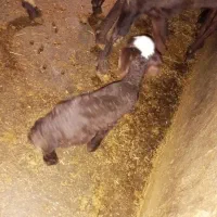 بره شیری|حیوانات مزرعه|جوکار, |دیوار