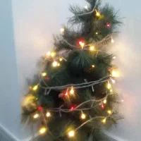 درخت کاج زیبا به همره چراغ