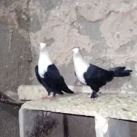 کفتر|پرنده|تربتحیدریه, باغ سلطانی|دیوار