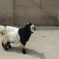 تیشتر نر چاق چاق