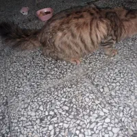 گربه پرشین نر|گربه|اصفهان, امیرعرب|دیوار