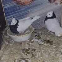 جفتگاهبضمانت همه چیز|پرنده|نیشابور, ده حلاج|دیوار