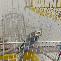 عروس هلندی|پرنده|قدس, شهرقدس|دیوار