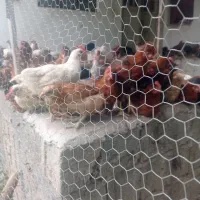 نیمچه گلپایگانی|حیوانات مزرعه|رشت, کوی عرفان|دیوار