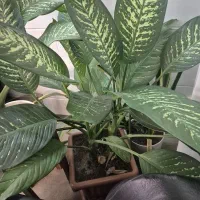 دیفن باخیا سرحال|گل و گیاه طبیعی|اراک, |دیوار