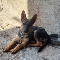 واگذاری توله ژرمن