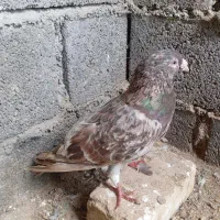 کبوتر|پرنده|لامرد, |دیوار