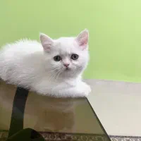 واگذاری بچه گربه|گربه|ایلام, |دیوار