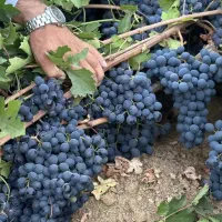 کشمش افتابی میوه مجلسی انگور شانی دیم انگور شرابی|خوردنی و آشامیدنی|تهران, میدان میوه و تره‌بار مرکزی|دیوار