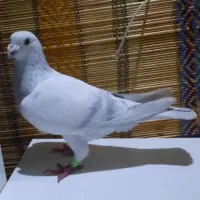 کفتر شامی نر قلدور