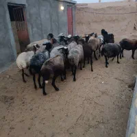 گوسفند ماده