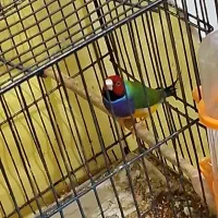 فنچ گلدین نر مست مست