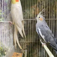 عروس هلندی جفت