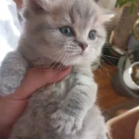 اسکاتیش توله 2ماه