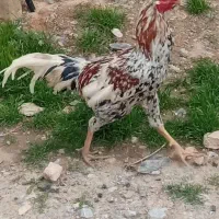 خروس لاری