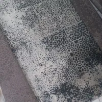 پادری فرش هم دارم|فرش|بندرعباس, |دیوار