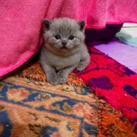 گر به بریتش