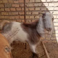 بز بیگ|حیوانات مزرعه|دزفول, |دیوار