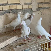 فروش تعدادی جوجه پتی واله|پرنده|تهران, امانیه|دیوار