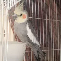 یک جفت عروس هلندی دستی با قفس بزرگ|پرنده|شیراز, تندگویان|دیوار