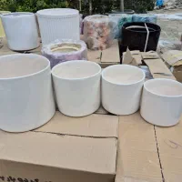 گل وگلدون|گل و گیاه طبیعی|گنبد کاووس, |دیوار