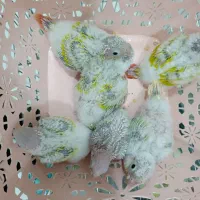 ردچیک سانچیک مونچیک سرلاکی باکیفیت